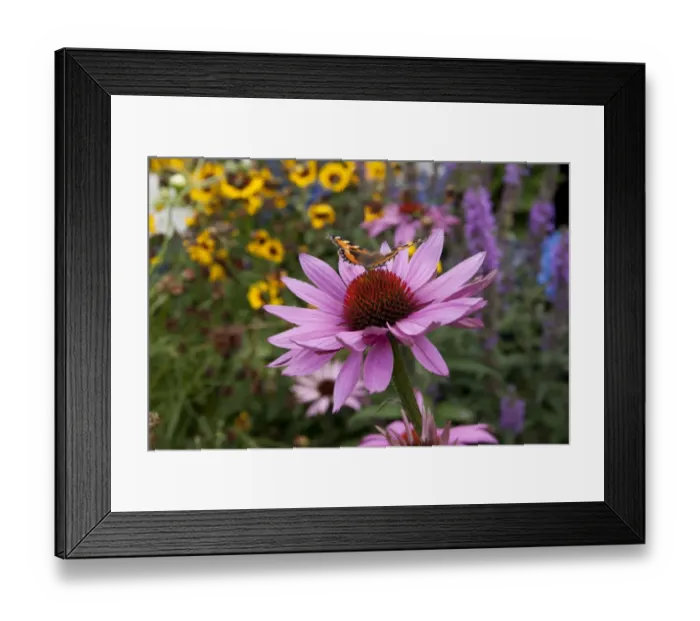 Framed Print : Butterfly ( red admiral ) feeding on Echinacea (Purpurea Pow Wow ) on a summers day in garden in Cornwall