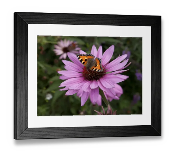 Framed Print : Butterfly ( red admiral ) feeding on Echinacea (Purpurea Pow Wow ) on a summers day in garden in Cornwall