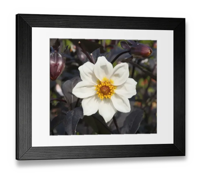 Framed Print : A Dahlia - Twynings After Eight in the Hidden Valley Garden, Cornwall Framed Print : A Dahlia - Twynings After Eight in the Hidden Valley Garden, Cornwall
