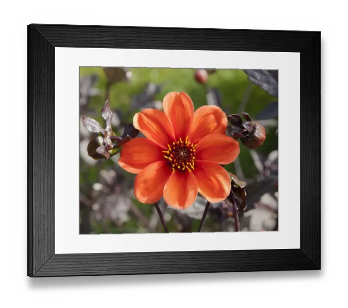 Framed Print : A Dahlia - Bishop of Oxford in the Hidden Valley Garden, Cornwall Framed Print : A Dahlia - Bishop of Oxford in the Hidden Valley Garden, Cornwall