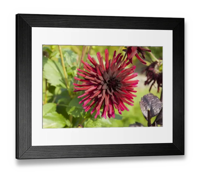 Framed Print : A Dahlia - Nuit d Ete in the Hidden Valley Garden Cornwall Framed Print : A Dahlia - Nuit d Ete in the Hidden Valley Garden Cornwall