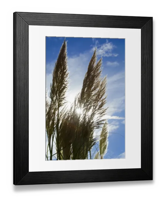 Framed Print : Pampas Grass Cortaderia Selloana Gramineae Framed Print : Pampas Grass Cortaderia Selloana Gramineae