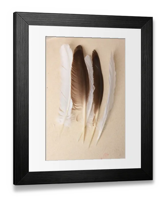 Framed Print : Quill Pens Framed Print : Quill Pens