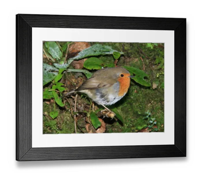 Framed Print : Photographers Favorite Framed Print : Photographers Favorite