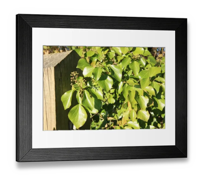 Framed Print : Leaves in a Garden in Oxfordshire on a winters day Framed Print : Leaves in a Garden in Oxfordshire on a winters day