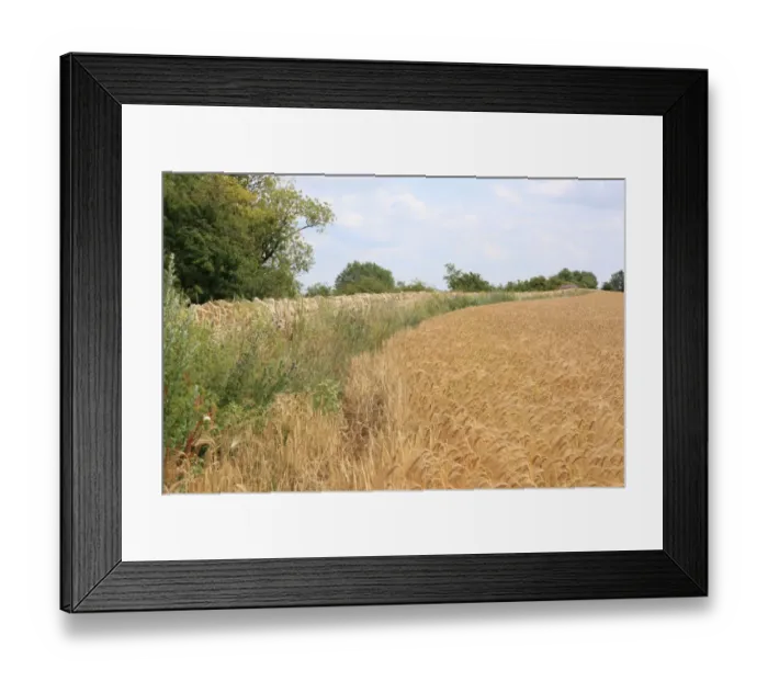 Framed Print : Walling. New cotswold stone wall on Leckhampton Hill near Cheltenham Framed Print : Walling. New cotswold stone wall on Leckhampton Hill near Cheltenham