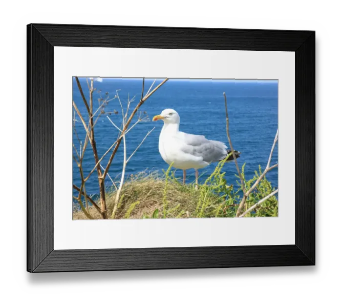 Framed Print : A Sea Gull at Port Isaac or Port Wenn Framed Print : A Sea Gull at Port Isaac or Port Wenn