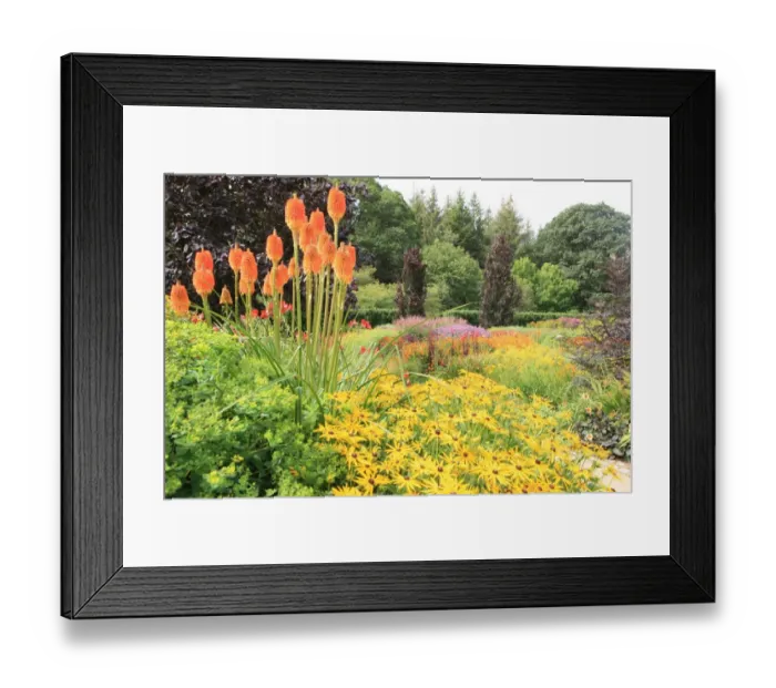 Framed Print : Rosemoor. The Vibrant hot colours in one of the gardens at Rosemoor in Framed Print : Rosemoor. The Vibrant hot colours in one of the gardens at Rosemoor in
