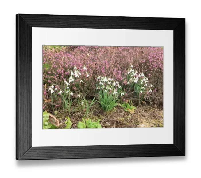 Framed Print : Pencarrow House Framed Print : Pencarrow House