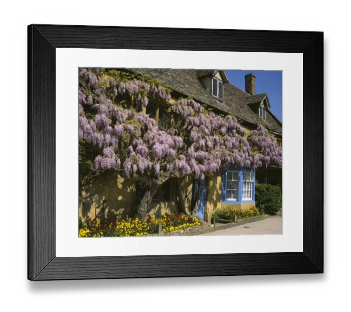 Framed Print : BROADWAY. Wisteria on the walls of a cottage in the cotswold town of Broadway Framed Print : BROADWAY. Wisteria on the walls of a cottage in the cotswold town of Broadway