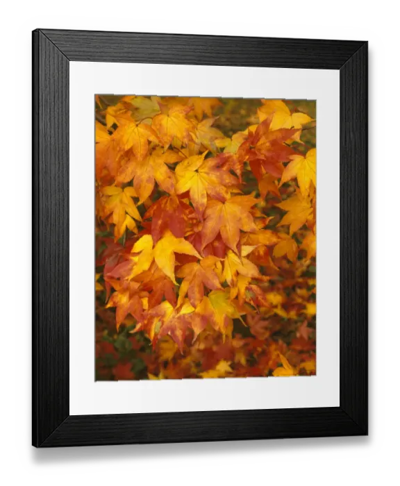 Framed Print : WESTONBIRT Framed Print : WESTONBIRT