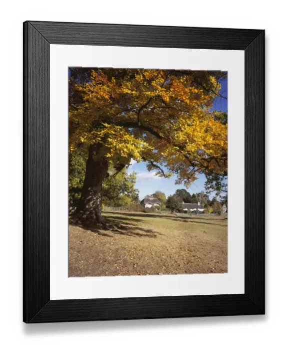 Framed Print : SWAN GREEN Framed Print : SWAN GREEN