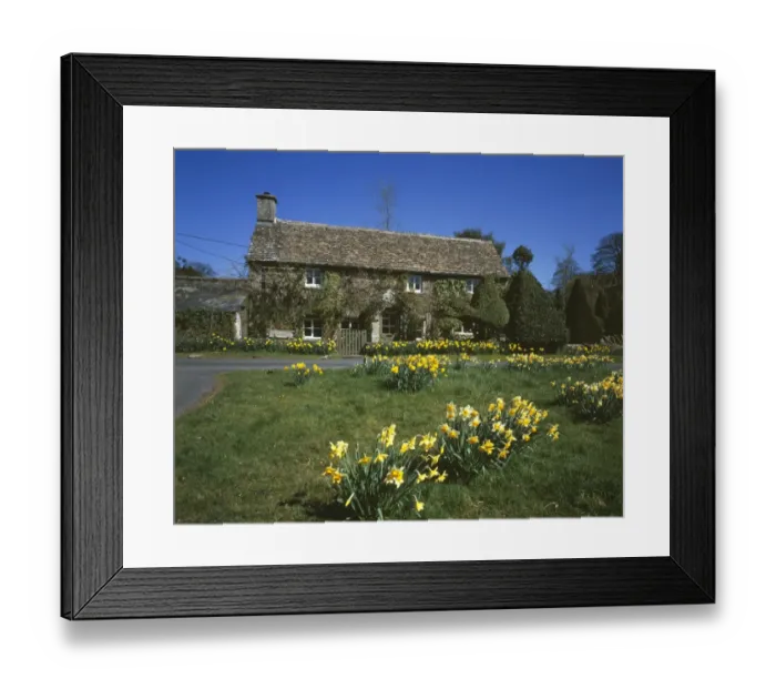 Framed Print : EASTLEACH. Daffodils in the Cotwolds Village of Eastleach Gloucestershire