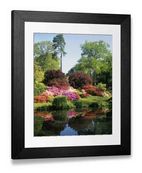 Framed Print : EXBURY. The Reflections of Rhododendrons in a Lake at Exbury House in Hampshire Framed Print : EXBURY. The Reflections of Rhododendrons in a Lake at Exbury House in Hampshire