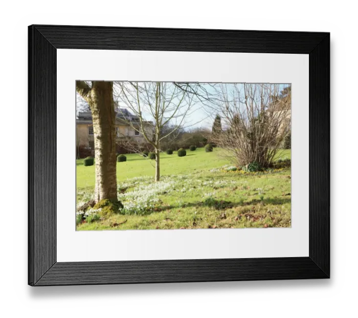 Framed Print : Painswick. Snowdrops at the Rococo Gardens Painswick Framed Print : Painswick. Snowdrops at the Rococo Gardens Painswick