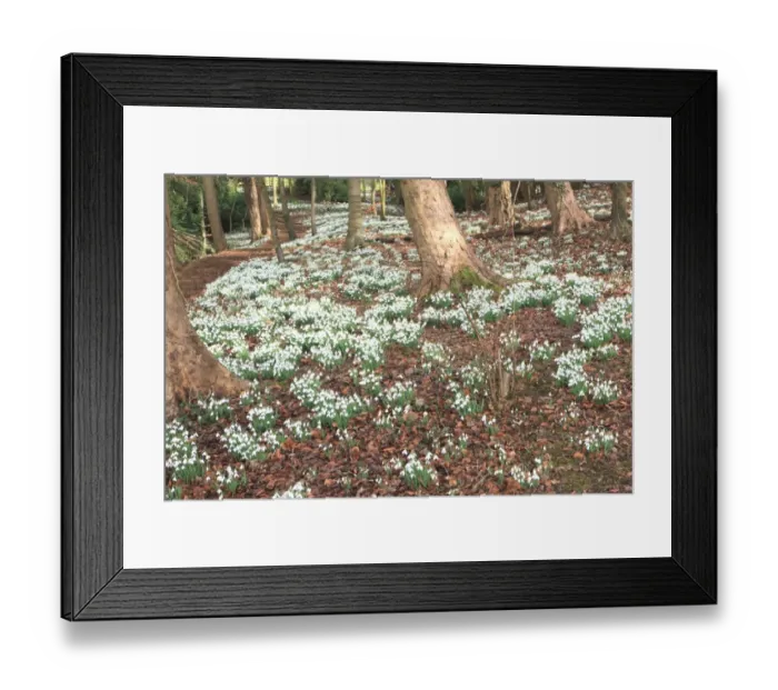 Framed Print : Painswick. Woodland of Snowdrops, Painswick Rococo Gardens Framed Print : Painswick. Woodland of Snowdrops, Painswick Rococo Gardens