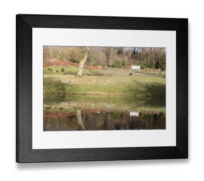 Framed Print : Painswick. Snowdrops at the Rococo Gardens Painswick Framed Print : Painswick. Snowdrops at the Rococo Gardens Painswick