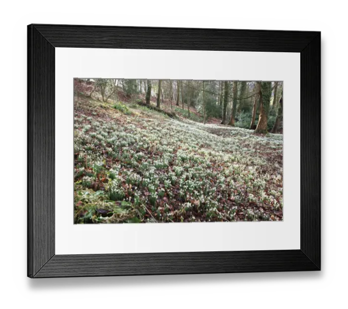 Framed Print : Painswick. Woodland of Snowdrops, Painswick Rococo Gardens, Gloucestershire Framed Print : Painswick. Woodland of Snowdrops, Painswick Rococo Gardens, Gloucestershire