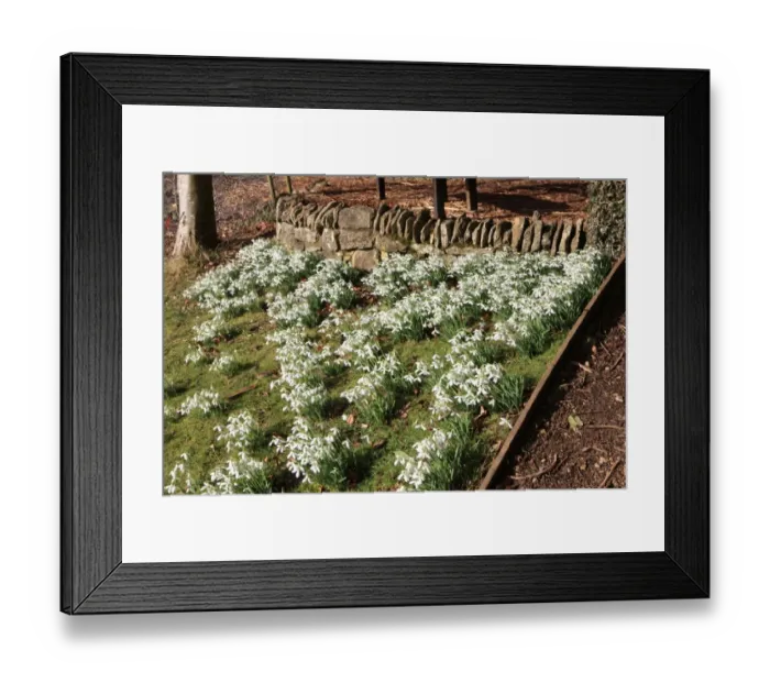 Framed Print : Painswick. Snowdrops at the Rococo Gardens Painswick Framed Print : Painswick. Snowdrops at the Rococo Gardens Painswick