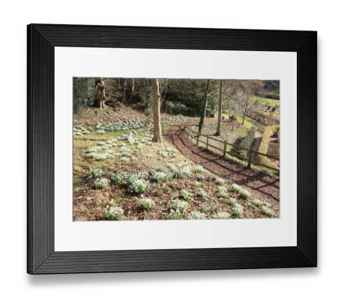 Framed Print : Painswick. Snowdrops at the Rococo Gardens Painswick Framed Print : Painswick. Snowdrops at the Rococo Gardens Painswick