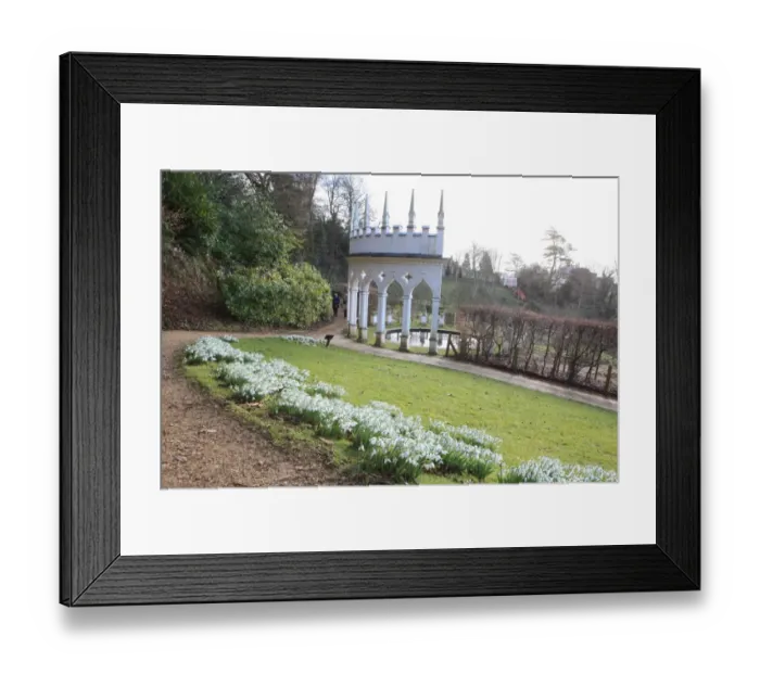 Framed Print : Painswick. Snowdrops at the Rococo Gardens Painswick Framed Print : Painswick. Snowdrops at the Rococo Gardens Painswick