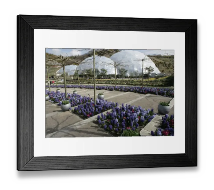 Framed Print : Eden Project Cornwall Framed Print : Eden Project Cornwall