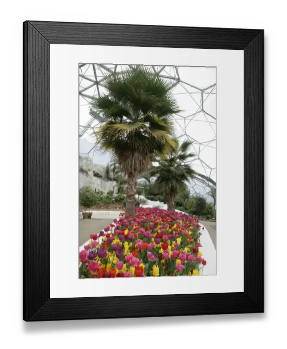 Framed Print : Eden Project Cornwall Framed Print : Eden Project Cornwall