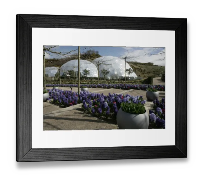 Framed Print : Eden Project Cornwall Framed Print : Eden Project Cornwall