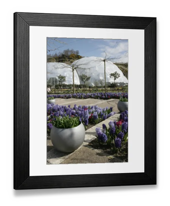 Framed Print : Eden Project Cornwall Framed Print : Eden Project Cornwall