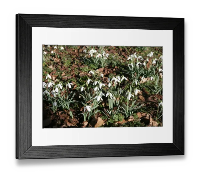 Framed Print : The National Collection of Snowdrops Framed Print : The National Collection of Snowdrops
