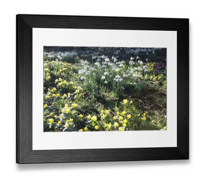 Framed Print : The National Collection of Snowdrops Framed Print : The National Collection of Snowdrops