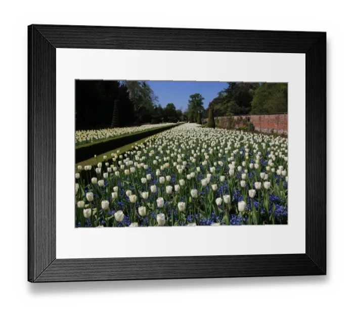 Framed Print : Cliveden. THe Long Garden at Cliveden Buckinghamshire England Framed Print : Cliveden. THe Long Garden at Cliveden Buckinghamshire England