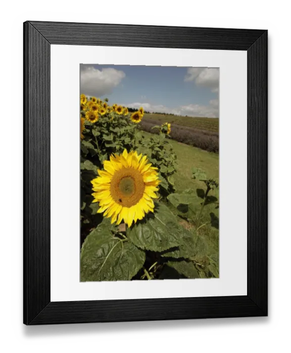 Framed Print : Sunflowers