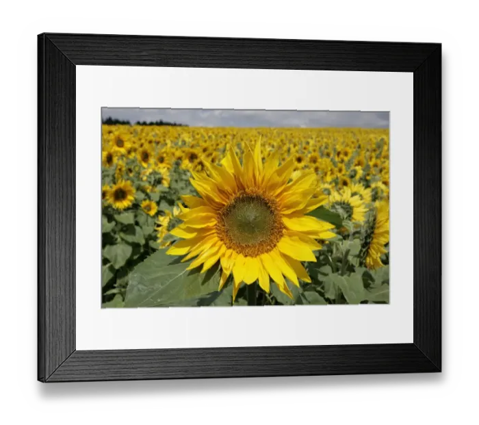 Framed Print : Sunflowers Framed Print : Sunflowers