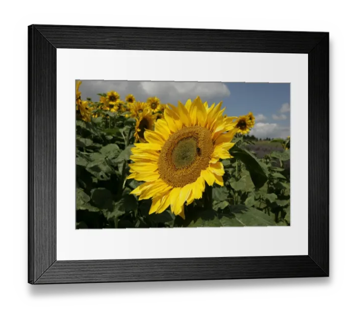 Framed Print : Sunflowers Framed Print : Sunflowers
