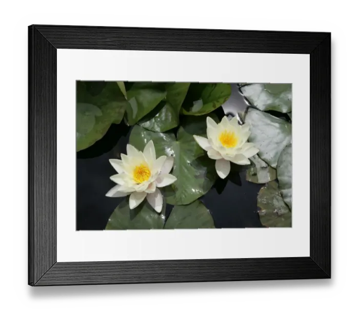 Framed Print : Hidcote Manor Framed Print : Hidcote Manor
