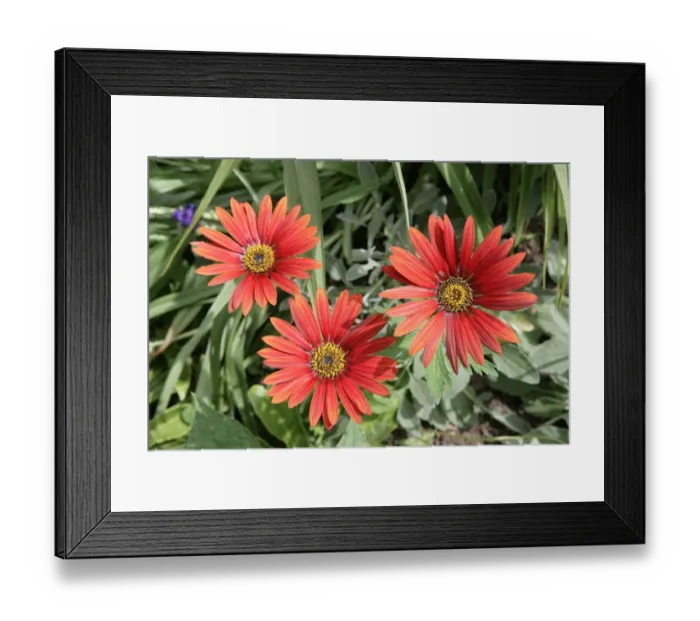 Framed Print : Hidcote Manor Framed Print : Hidcote Manor