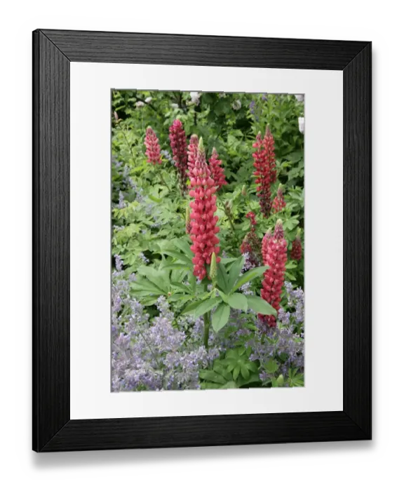 Framed Print : Hidcote Manor Framed Print : Hidcote Manor