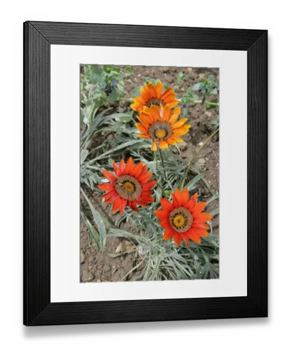 Framed Print : Hidcote Manor Framed Print : Hidcote Manor