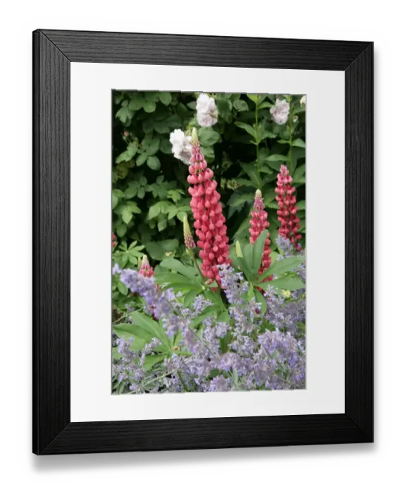 Framed Print : Hidcote Manor Framed Print : Hidcote Manor