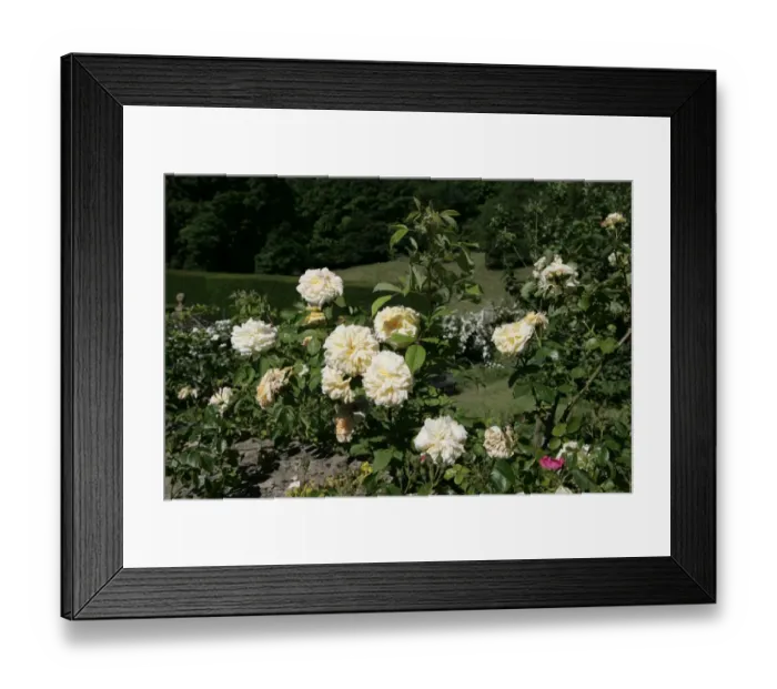 Framed Print : Rambler Roses Framed Print : Rambler Roses