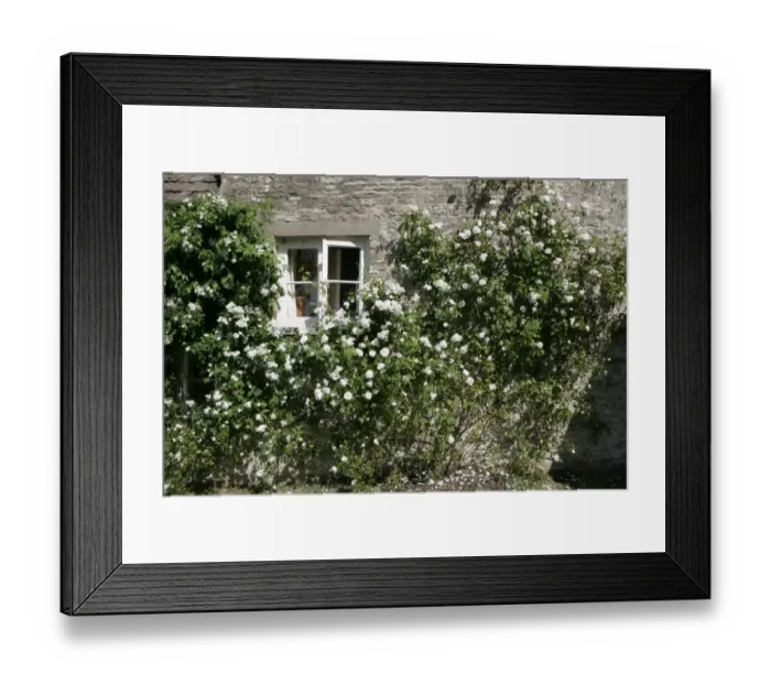 Framed Print : Rambler Roses Framed Print : Rambler Roses