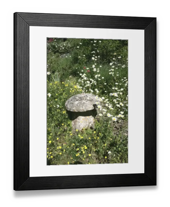 Framed Print : Rambler Roses Framed Print : Rambler Roses