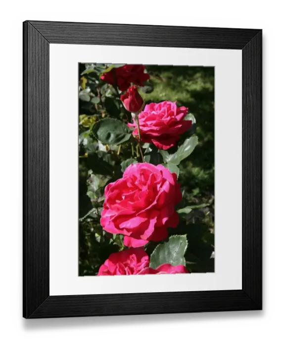 Framed Print : Rambler Roses ( OLIVET ) Framed Print : Rambler Roses ( OLIVET )