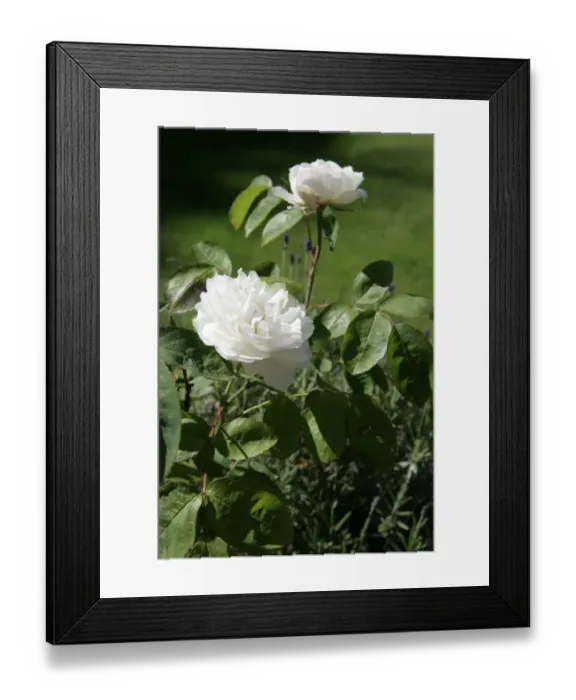 Framed Print : Rambler Roses ( GRUSS AN ZAUBERN ) Framed Print : Rambler Roses ( GRUSS AN ZAUBERN )