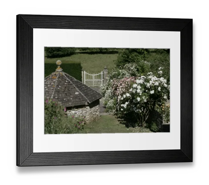 Framed Print : Rambler Roses Framed Print : Rambler Roses