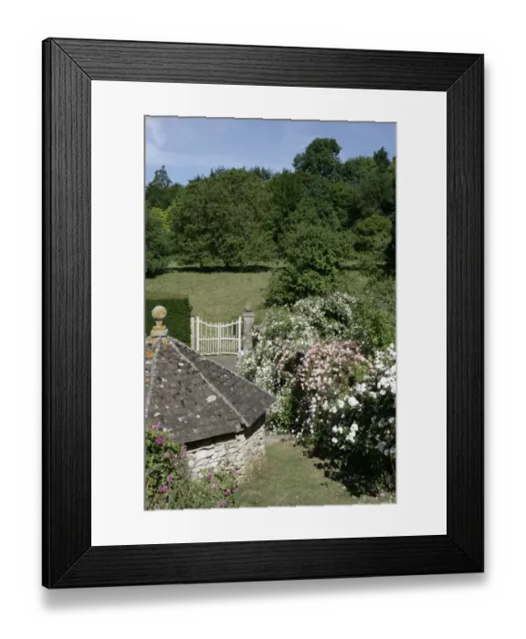 Framed Print : Rambler Roses Framed Print : Rambler Roses
