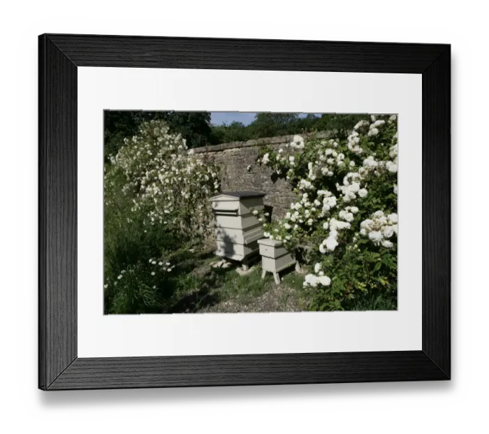 Framed Print : Rambler Roses Framed Print : Rambler Roses