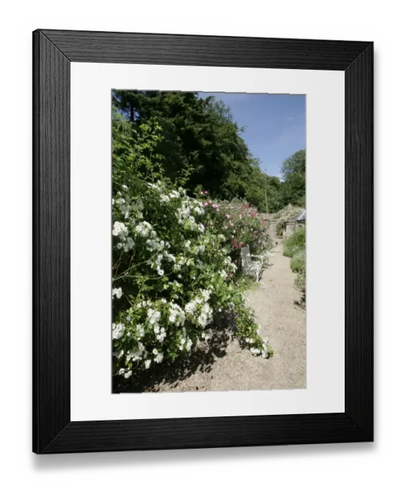 Framed Print : Rambler Roses Framed Print : Rambler Roses