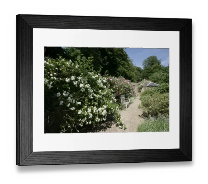 Framed Print : Rambler Roses Framed Print : Rambler Roses